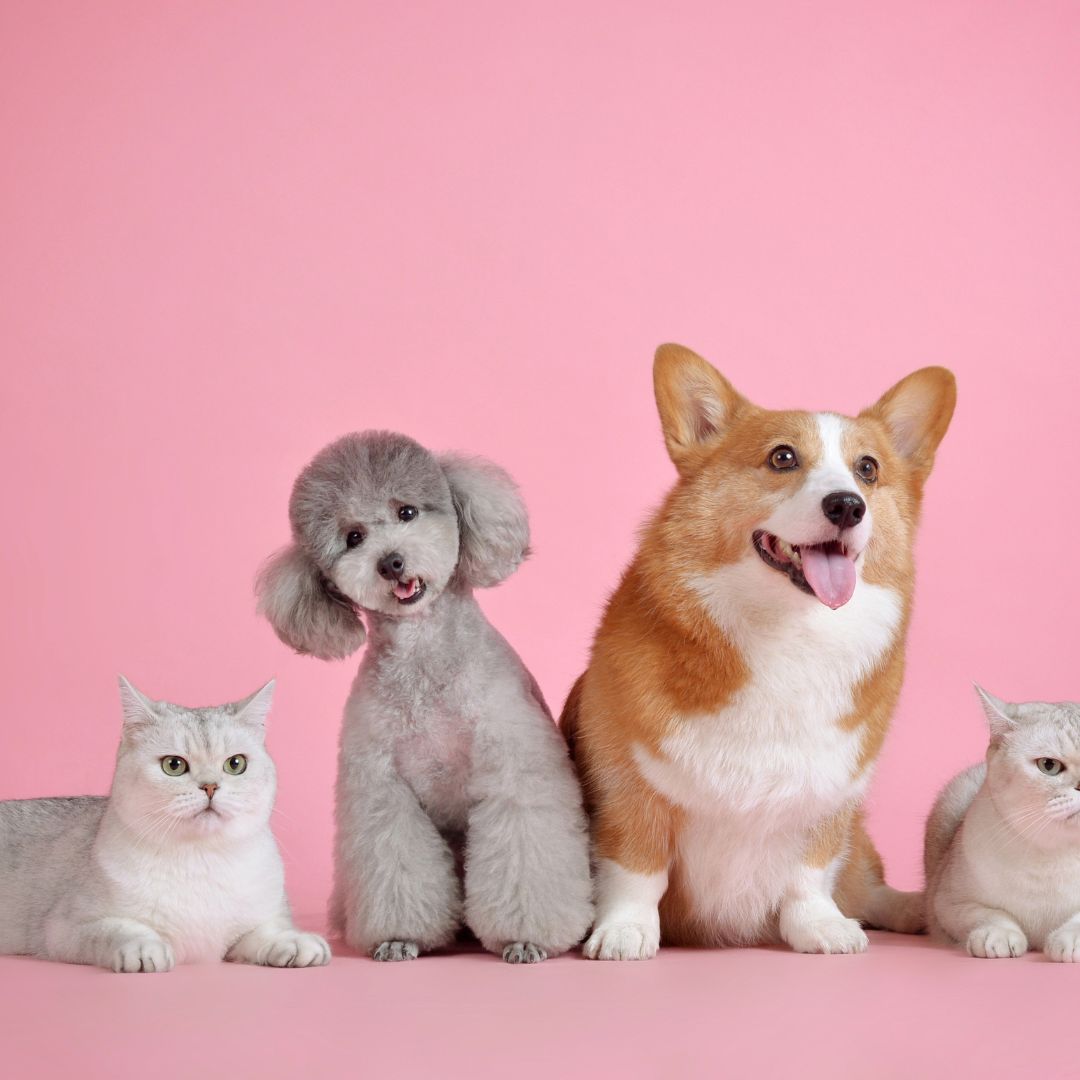 🐾 Mascotas